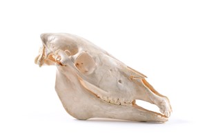 Image description is not available for 2000.7.1